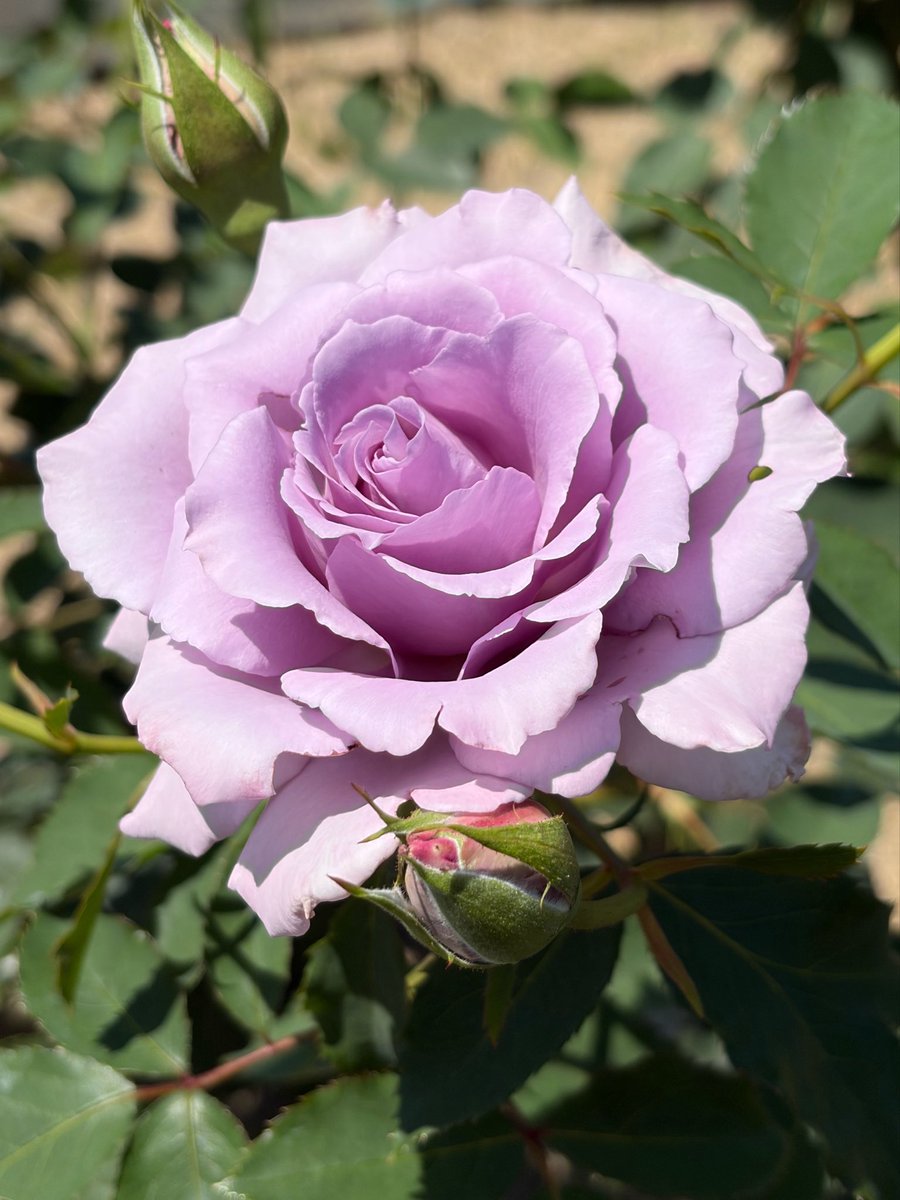 気品ある青バラは香りも素晴らしい🌹💙 ①ブルームーン②爽③パープル