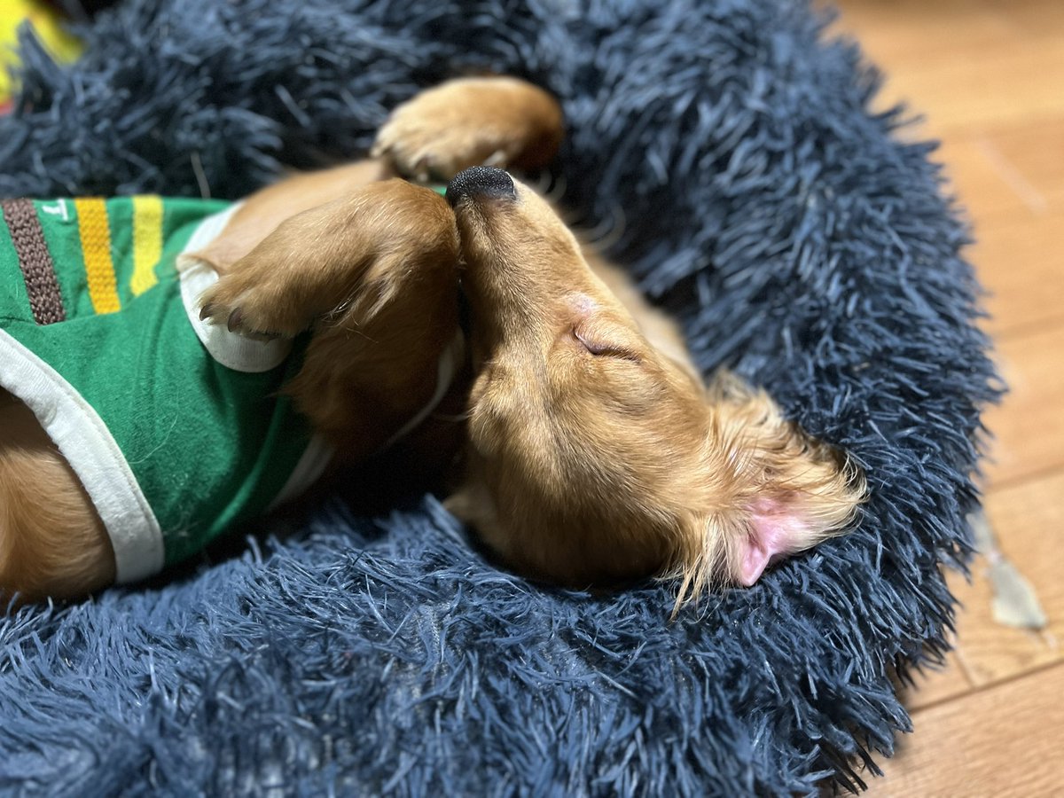 SHIHO (@SHIHO00510) / Posts / X