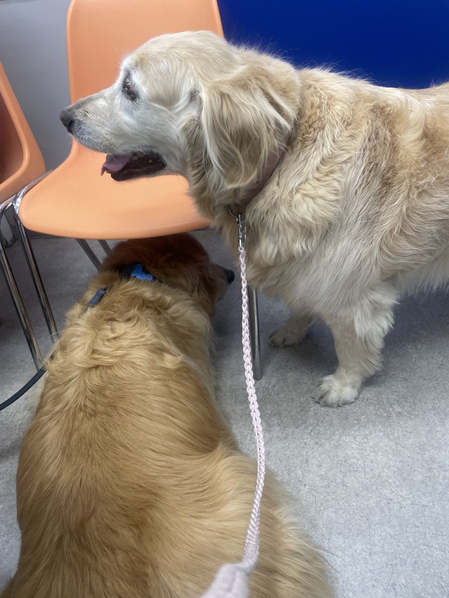 Lucy🌸 & Robin🍀 GR🐾 tweet media