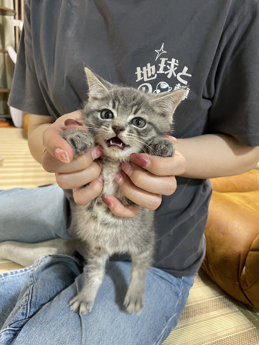 猫カフェmfmf/横浜駅 tweet media