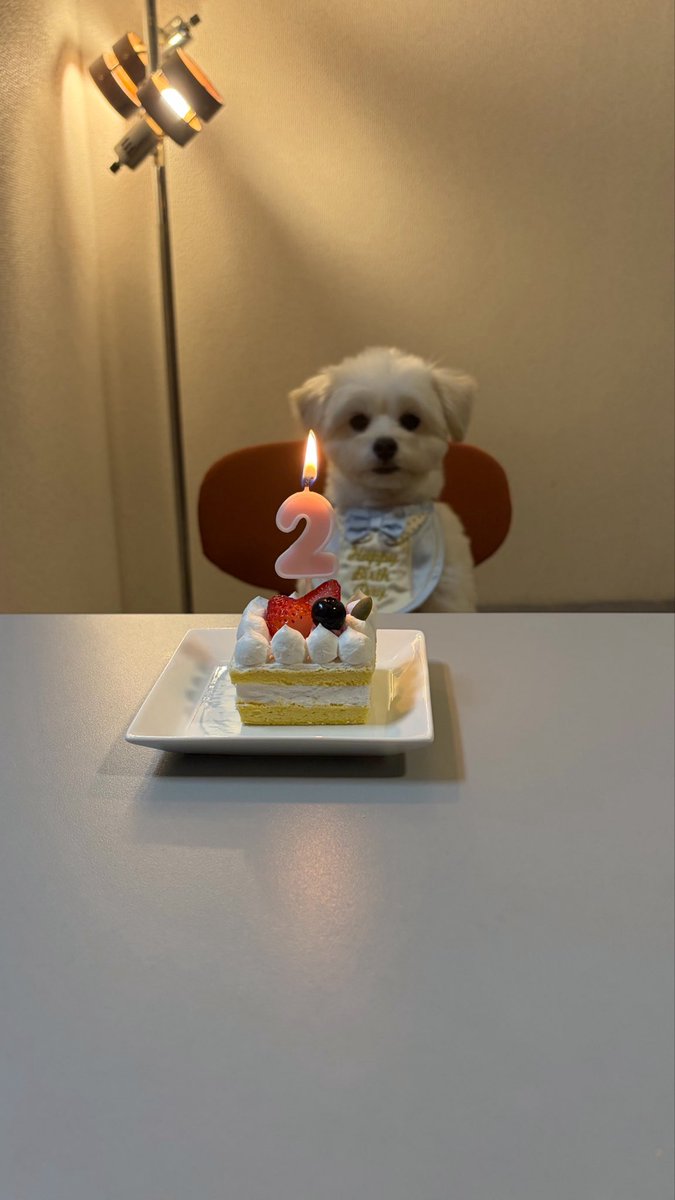 _KOHD's tweet photo. ここ最近、良い緊張感で音楽を作る仕事を日々こなしてます。
多少ピリッとしてるくらいが自分は楽しい。
責任持って謙虚に心は熱く。
幾つになっても成長できるチャンスをいただけて感謝です。

p.s. 昨日は愛犬の2歳の誕生日でした。
おめでと〜 https://t.co/q2KeGLMv6C