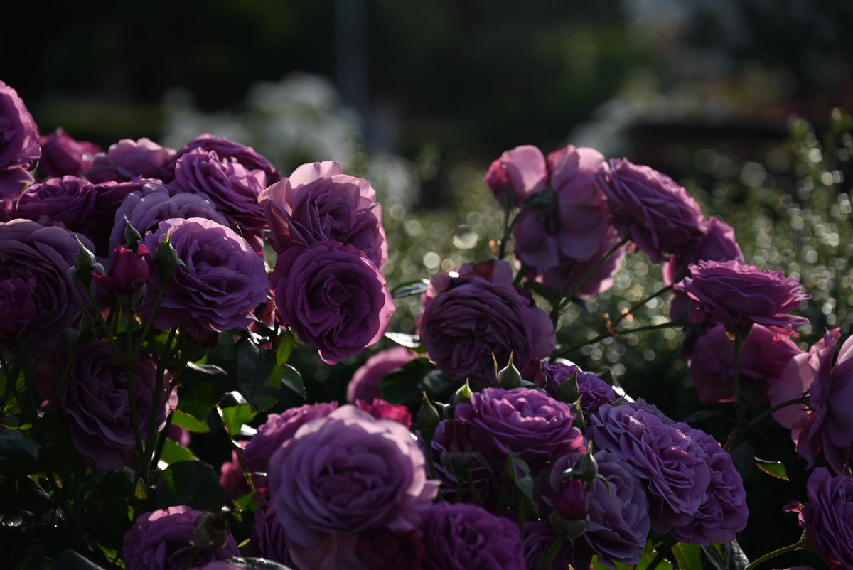ranetyan's tweet photo. 紫の薔薇がとても綺麗だった
#写真好きな人と繋がりたい #私とニコンで見た世界 #ファインダー越しの私の世界 #photography #nikon #nikonz5 https://t.co/vLobeGACHe
