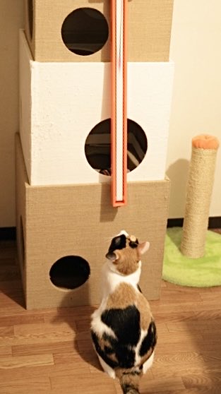 三毛猫ちまき tweet media