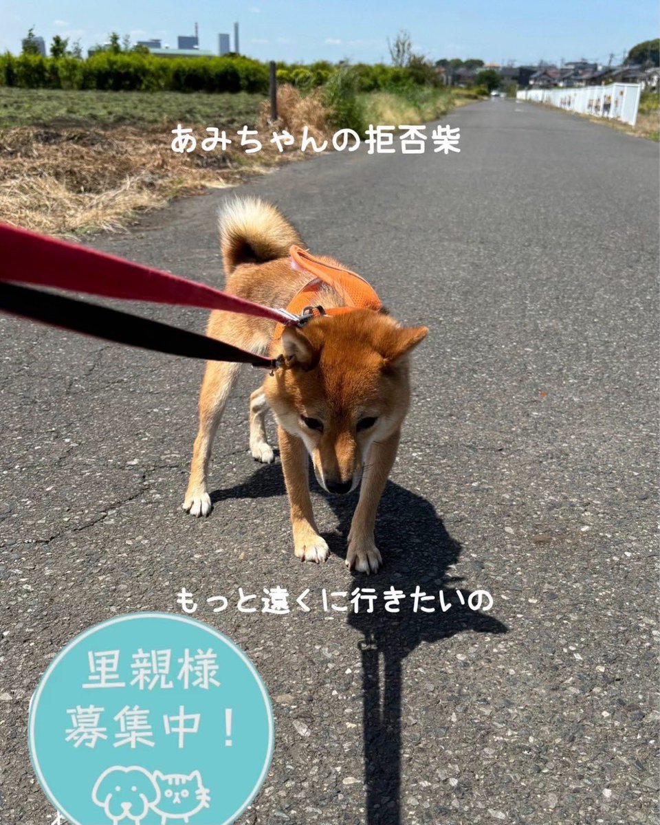 petfelice保護犬猫シェルター大宮見沼店 tweet media