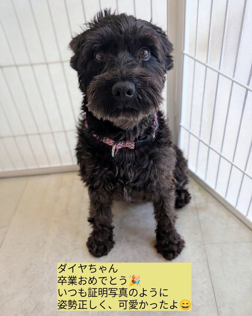 petfelice保護犬猫シェルター大宮見沼店 tweet media