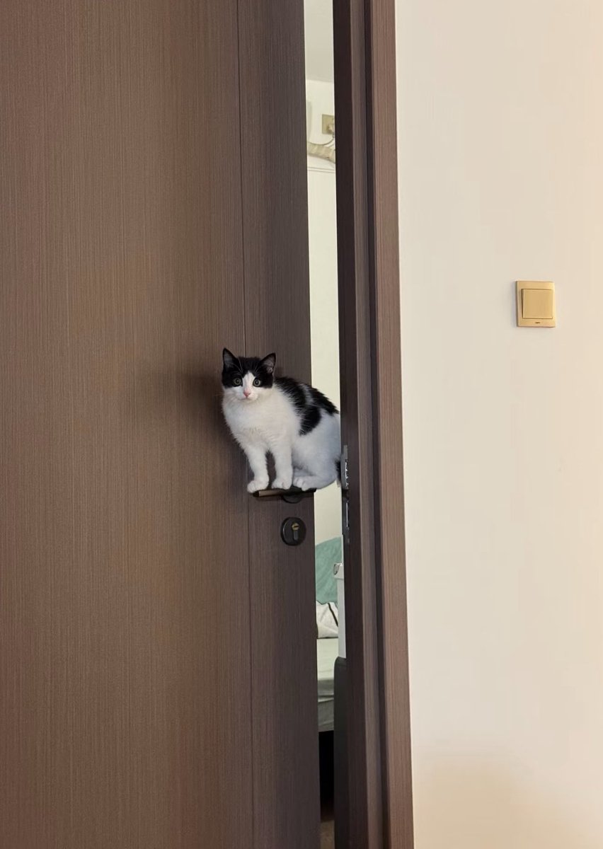 The Cats 𝕏 tweet media