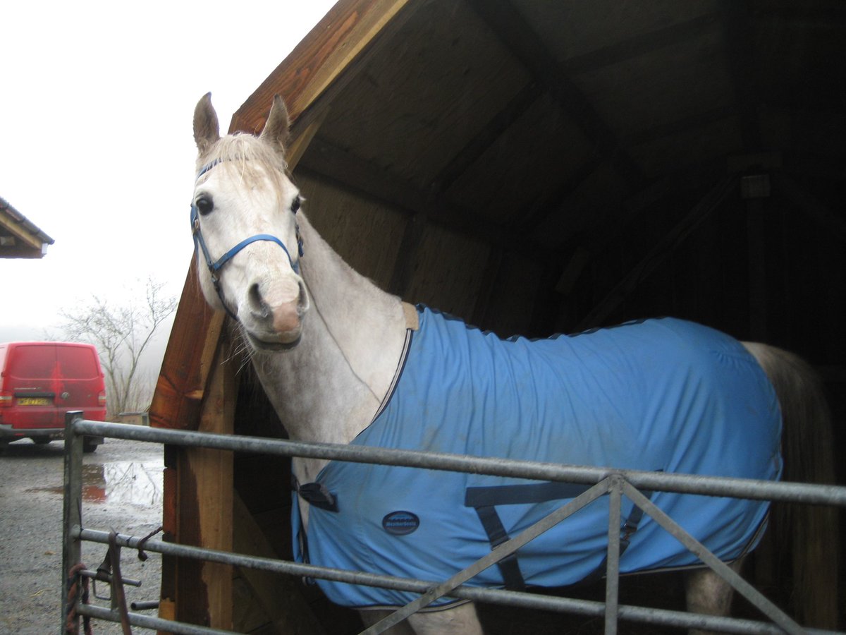 Rocky Da Horse tweet media