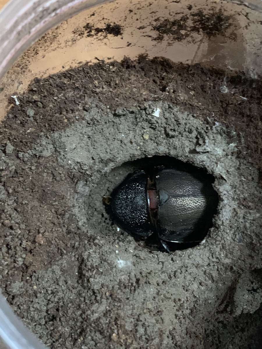 YUIAMK415's tweet photo. アトラスオオカブト(マンテツ) ♀×2

今回は2頭掘り出し。他の蛹も色付いてきて羽化ラッシュが始まりそう。羽化ズレしてないのがガチで偉い👏

タイリクコーカサスオオカブト
カンボジア産

先ずは♀が羽化して来ました。しっかし胴体しか見えん…。♂がバリバリ幼虫してるから羽化ズレ確定やね😇 https://t.co/mjkuAy7hK6