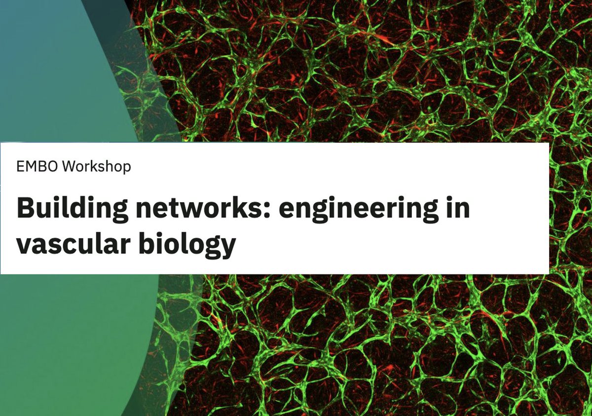 YokokawaLab's tweet photo. 2026/5/13-15開催のEMBO Workshop - Building networks: engineering in vascular biologyにて北田が発表します.
A. Kitada will be presenting at EMBO Workshop - Building networks: engineering in vascular biology held on 2026/5/13-15.
 https://t.co/e6pGtTaV27 https://t.co/gW8xbYbDGz