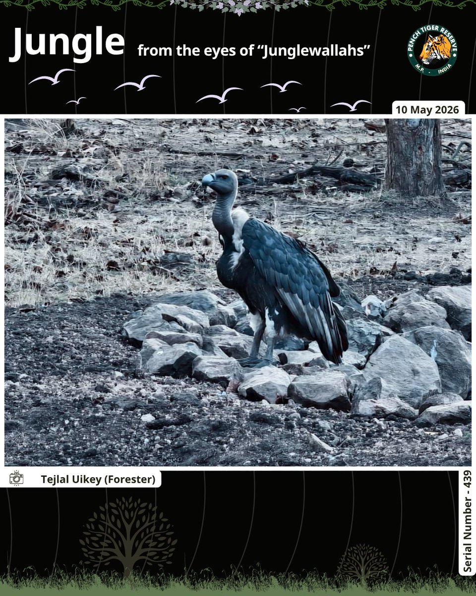 Pench Tiger Reserve tweet media
