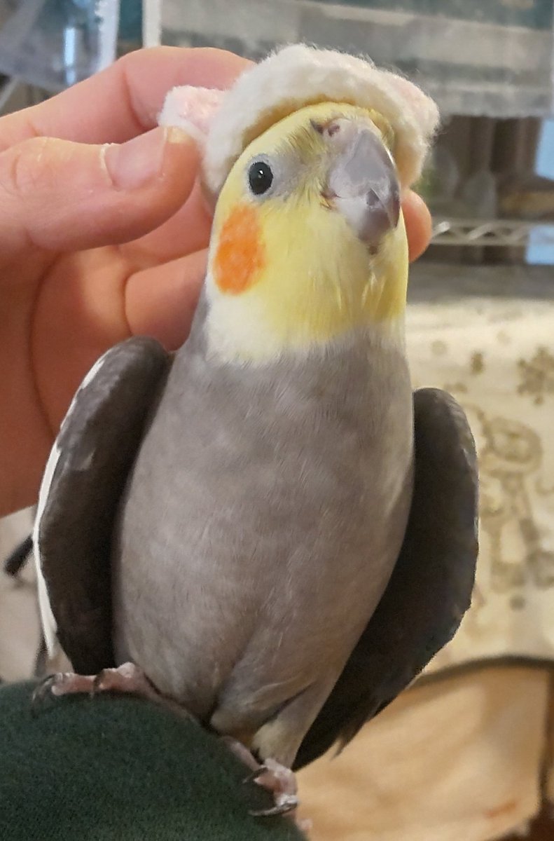 みなこ🐥 tweet media
