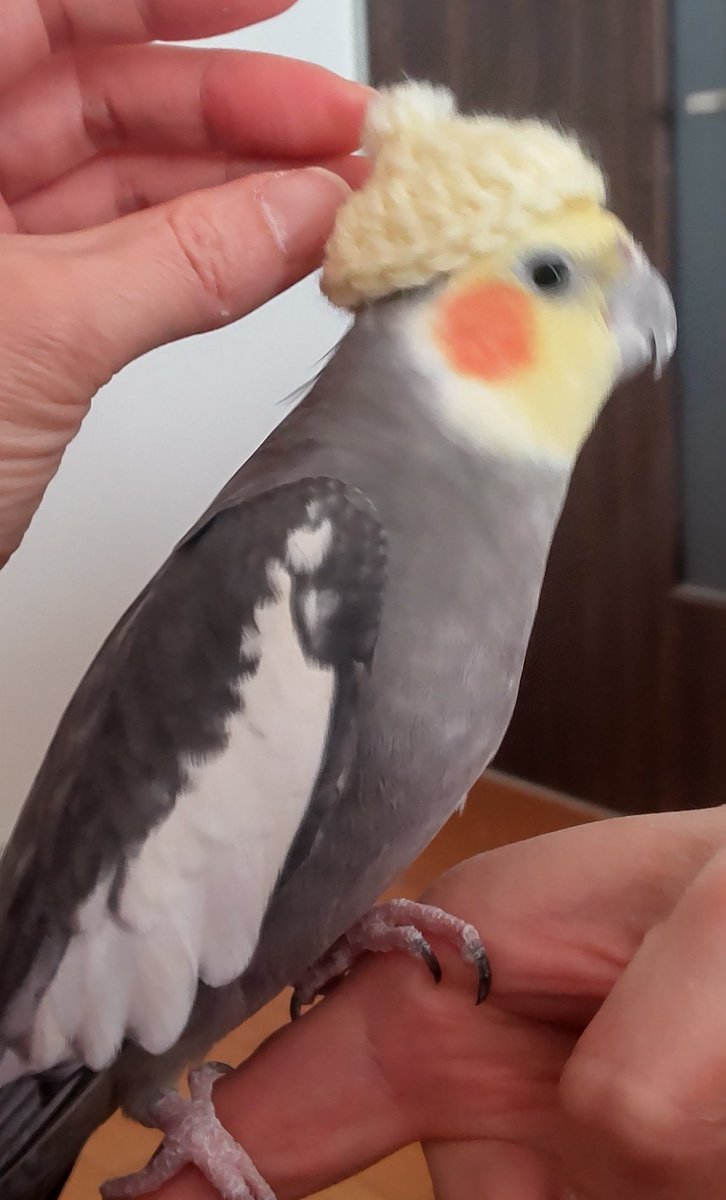 みなこ🐥 tweet media