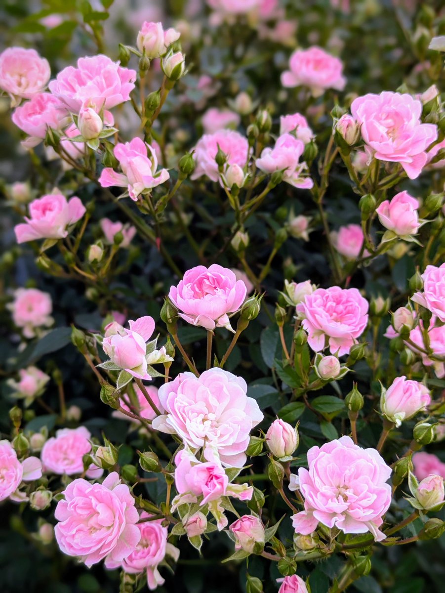 iwamotoy's tweet photo. 庭のちっちゃな薔薇も咲いてきました
#薔薇 https://t.co/ZsULXcWJPR