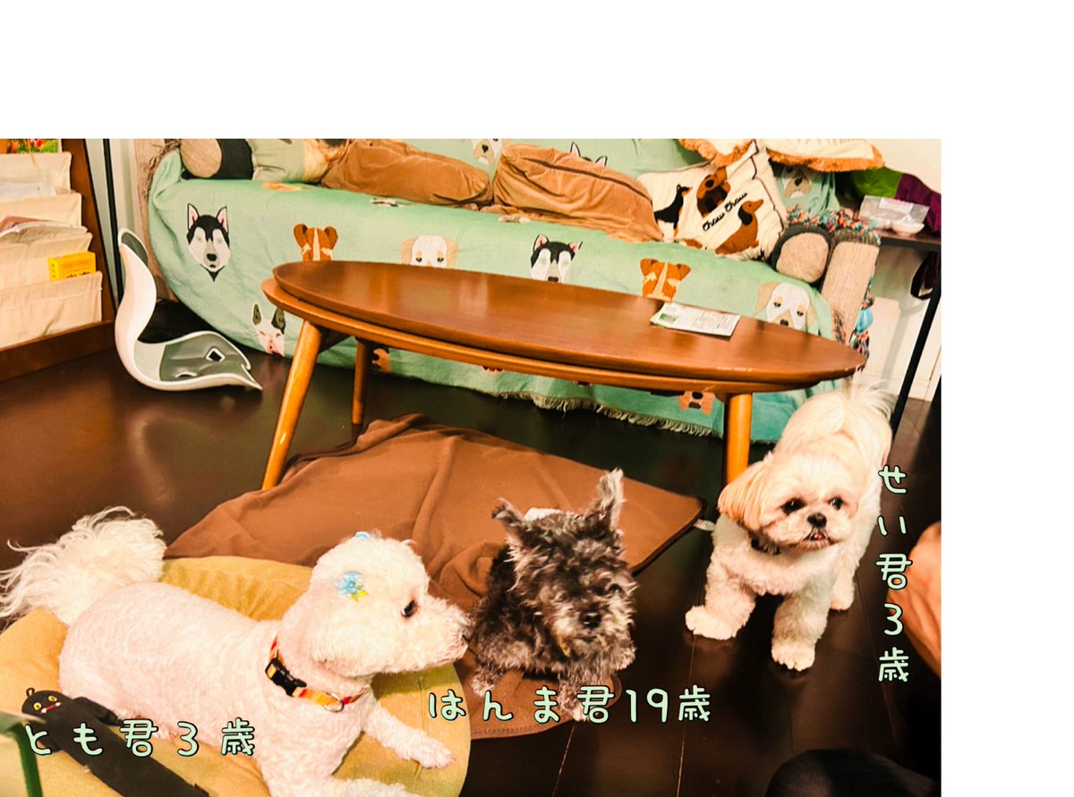 comet19625's tweet photo. 日本聴導犬協会から、とも君(ビションフリーゼ)、せい君(シーズー)がホームステイに来てくれて老犬ハンマは益々元気です❣️
#都会の犬シリーズ
#日本聴導犬協会 https://t.co/IKbQMTz6Ou