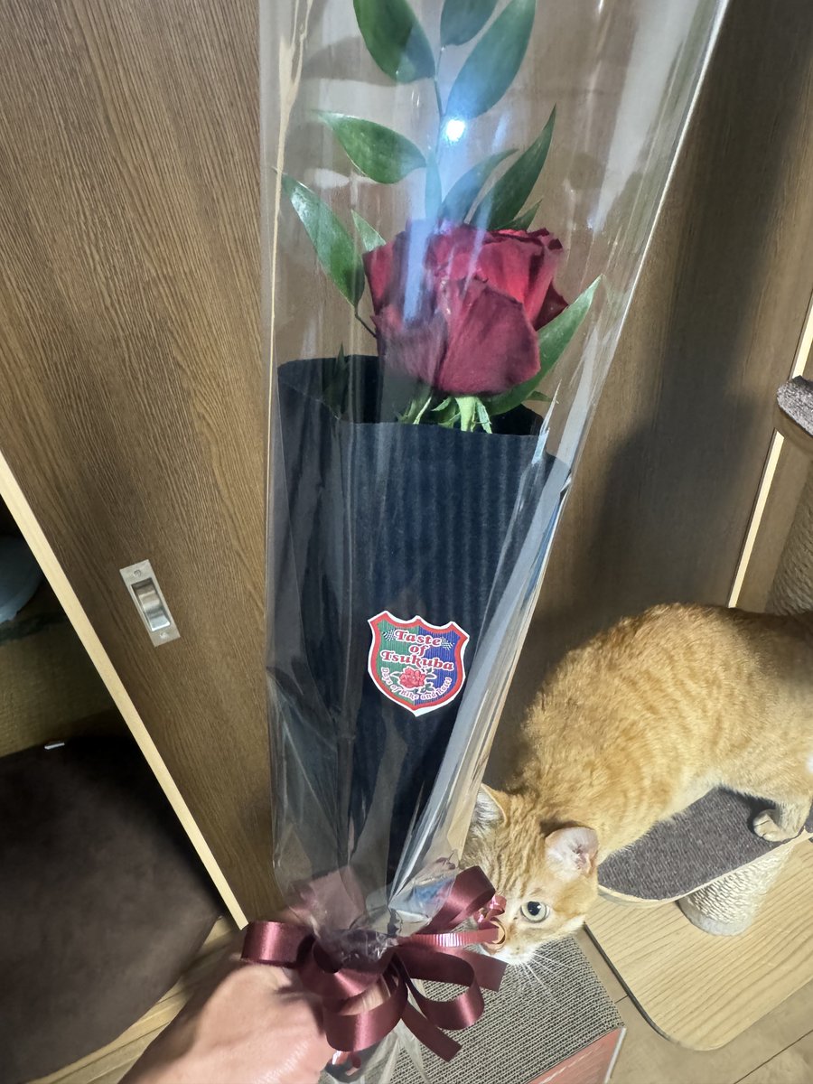 母の日にカーネーションではないけどバラを持ち帰ってきました🌹

#テイストオブツクバ