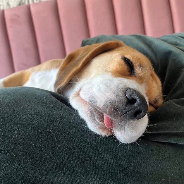 Battle Beagle tweet media