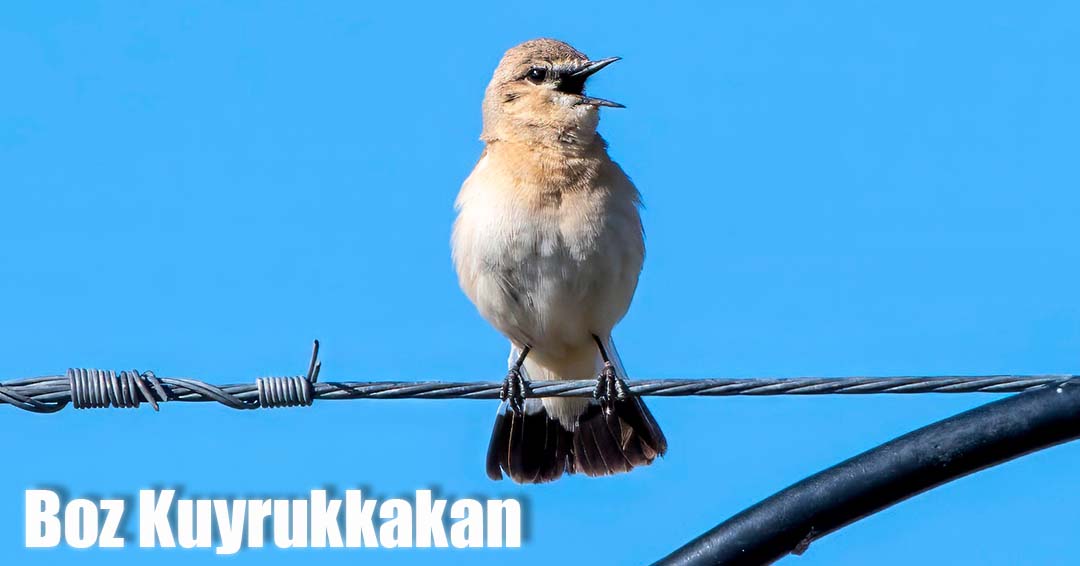 erdo_1903's tweet photo. 25 Nisan 2026 - Boz Kuyrukkakan

📍#Eskişehir #Balıkdamı
📷 #Boyleanlaricindogadayiz 🧡
🪶 #Yalovakuşgözlemtopluluğu

#hangitür kuşgözlemi kuşlarıgörelim https://t.co/kcVuqzNLiv