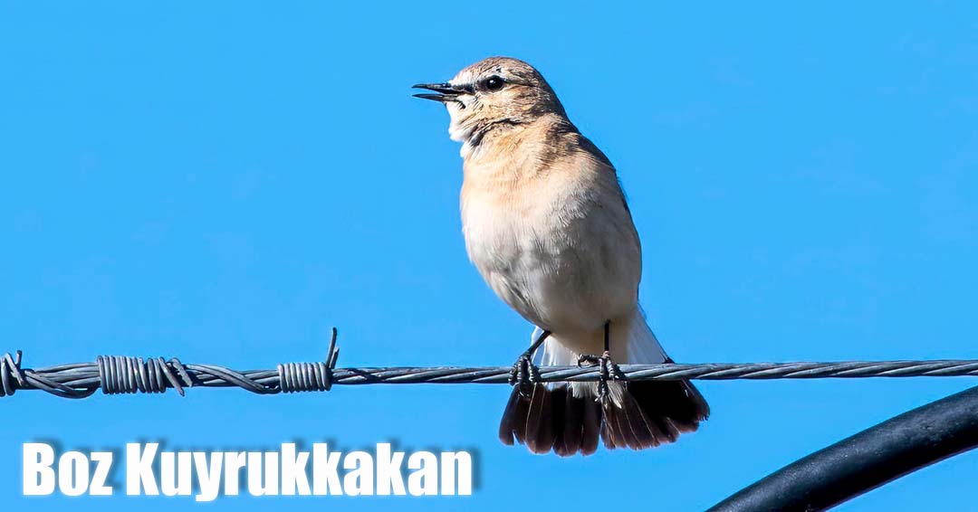 erdo_1903's tweet photo. 25 Nisan 2026 - Boz Kuyrukkakan

📍#Eskişehir #Balıkdamı
📷 #Boyleanlaricindogadayiz 🧡
🪶 #Yalovakuşgözlemtopluluğu

#hangitür kuşgözlemi kuşlarıgörelim https://t.co/kcVuqzNLiv