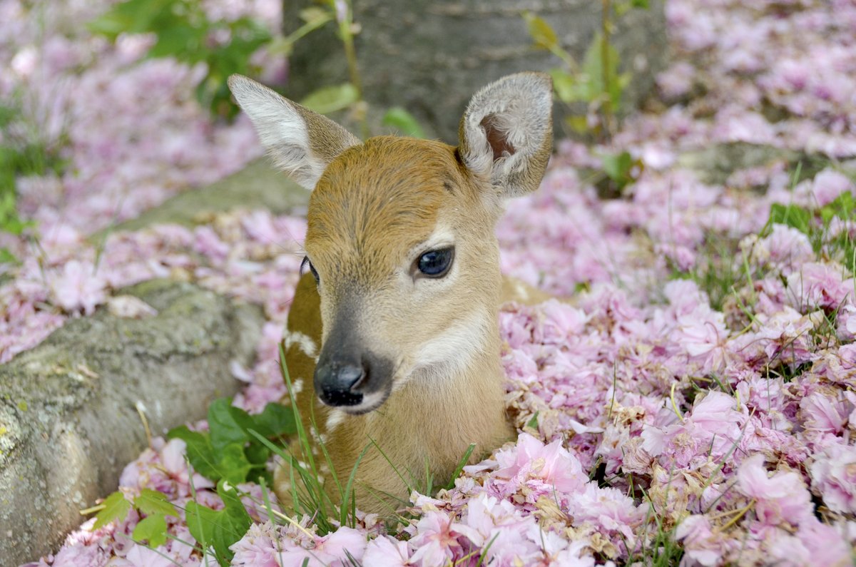 National Wildlife Federation tweet media