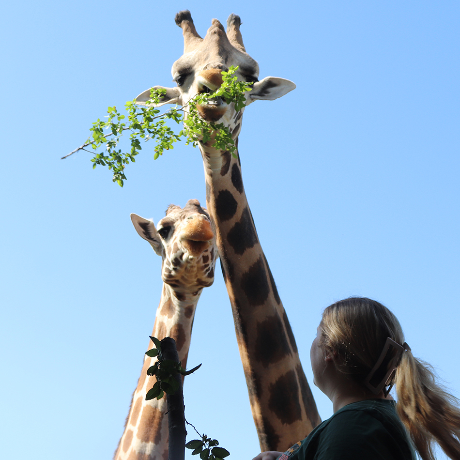 RollingHillsZoo tweet media