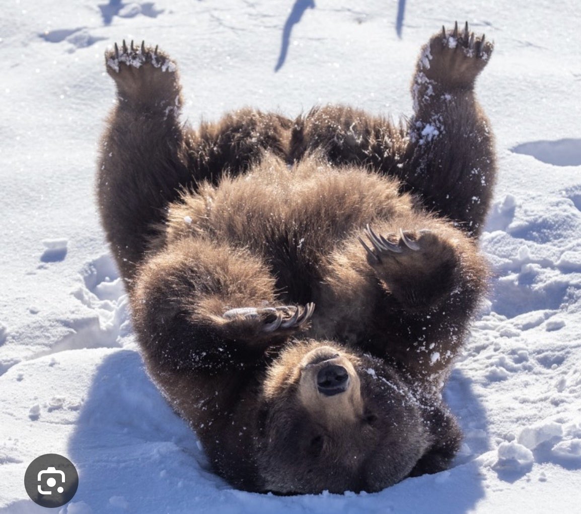 Bear tweet media