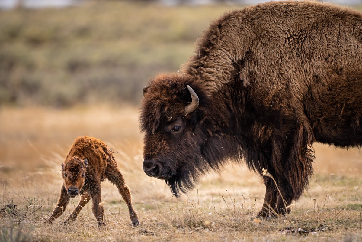 US Department of the Interior tweet media