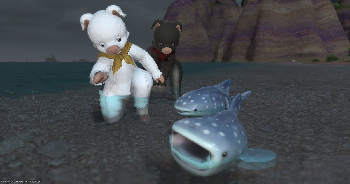 dekozoku's tweet photo. ジンベェ、とてもメタモン顔でかわいい https://t.co/7fHI5s0axF