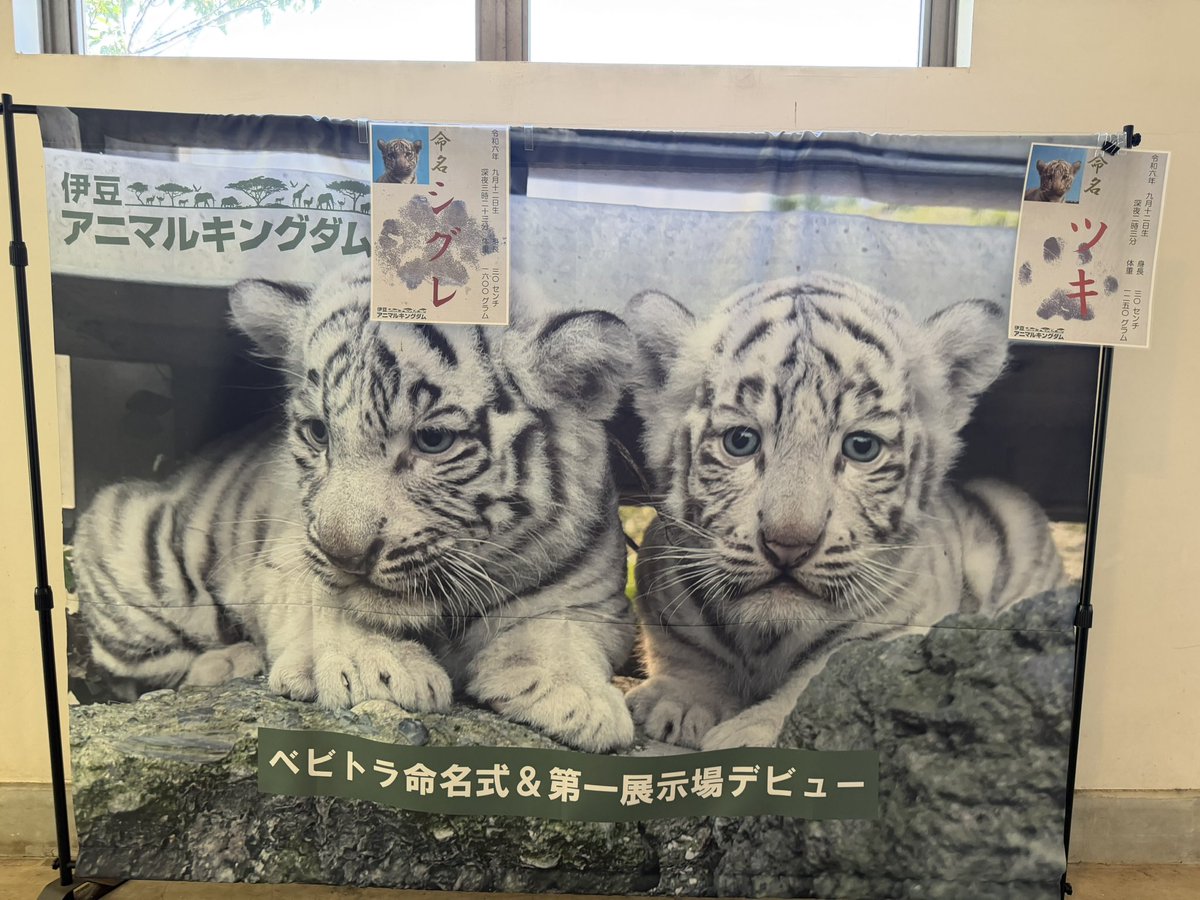 RobinChibi's tweet photo. 娘と伊豆アニマルキングダム🦒へ
なんと2019年4月以来7年ぶり
レジャフェスがきっかけで高校生になった娘と再訪できました感謝です♡
ことりちゃんと動物の写真撮るの楽くて沢山撮りました♡
ちなみにホワイトタイガーのツキとシグレはことりちゃんと誕生日一緒！（娘も♡
＃lovelies #レジャフェスLL https://t.co/EQhhuqI9zJ