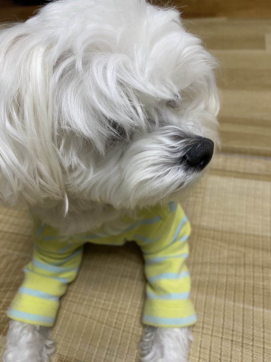 얄마돌 언니 tweet media