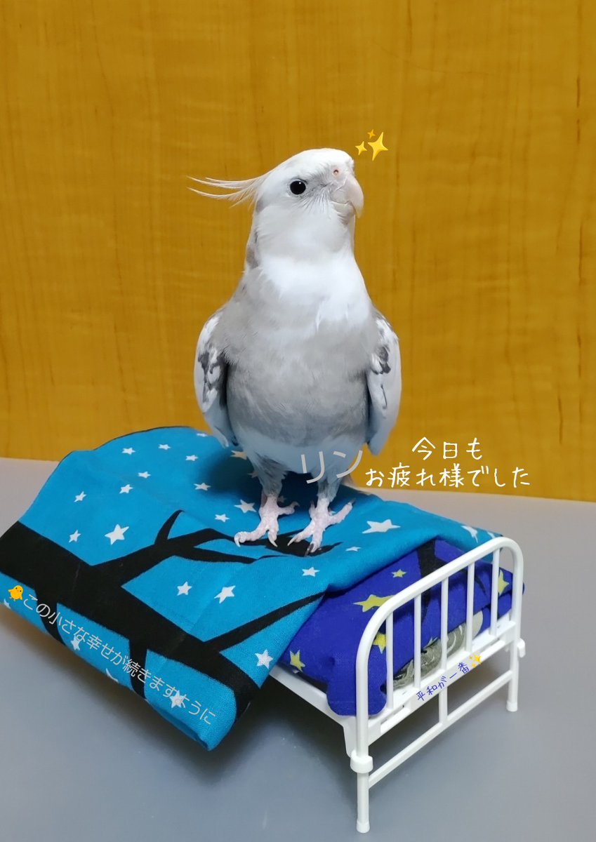 おやすみなさい🛏️🐥✨