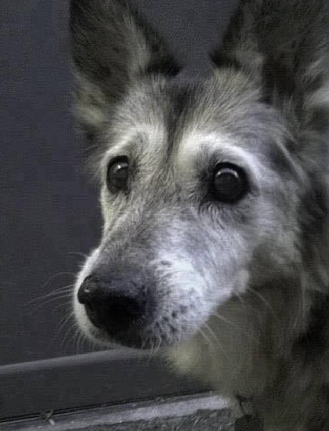 TweeetsOfDogs's tweet photo. He’s 20 years old . He’s still going strong. Say hello to this sweet boy ❤️ https://t.co/BrzSH7NBW1