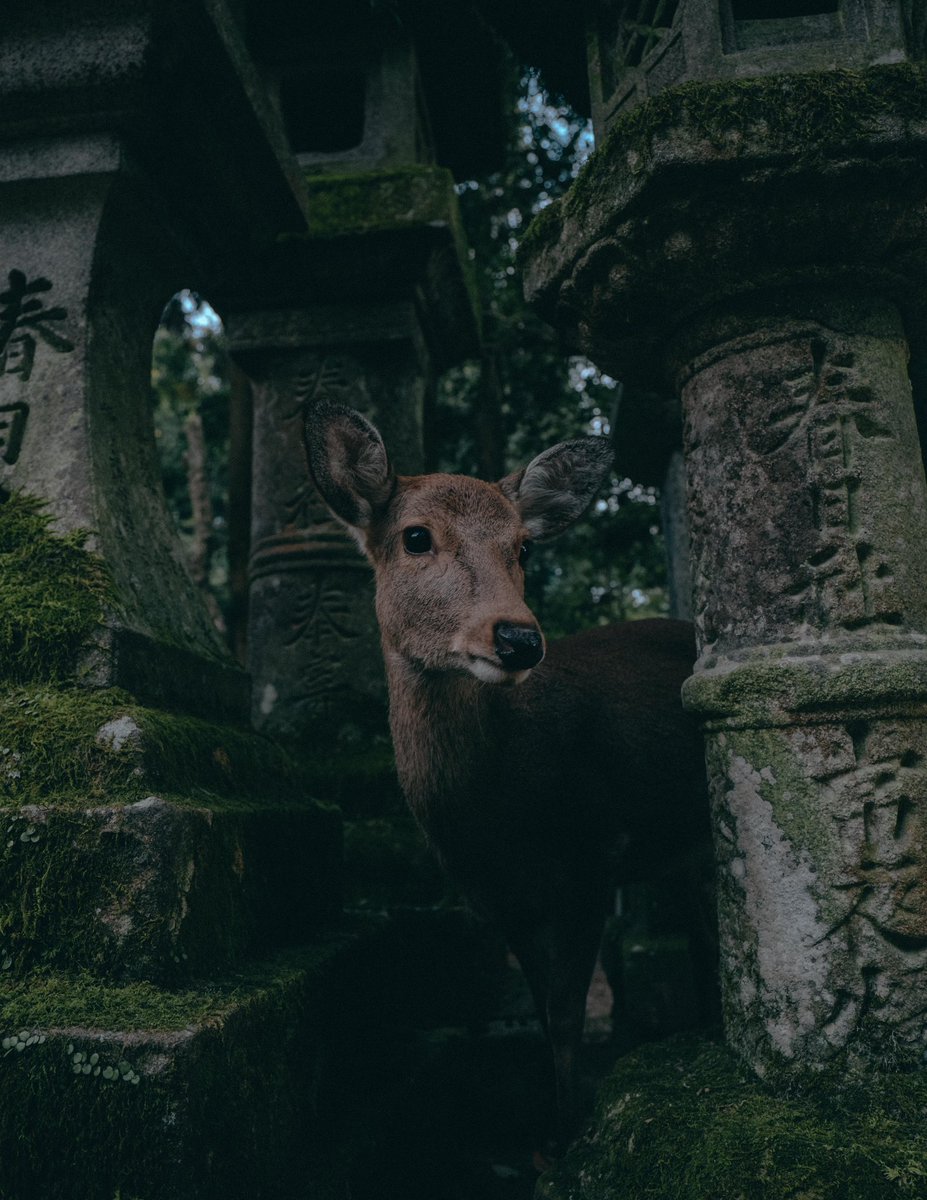 riki_shinagawa's tweet photo. Japanese culture and nature https://t.co/bAfx9qh2mg