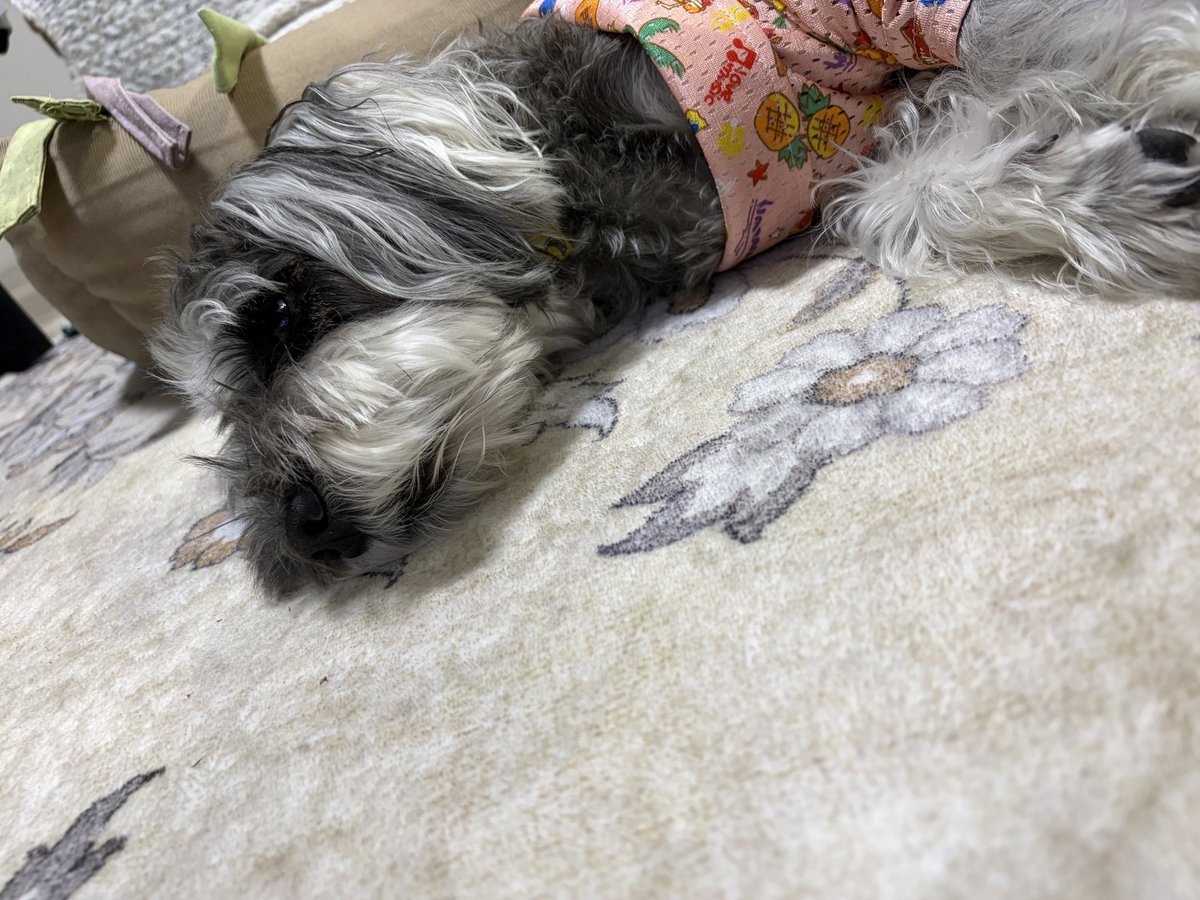 PHanashi's tweet photo. お尻丸見えで不貞腐れおねむモード🤣 https://t.co/q1pG5ovGpw