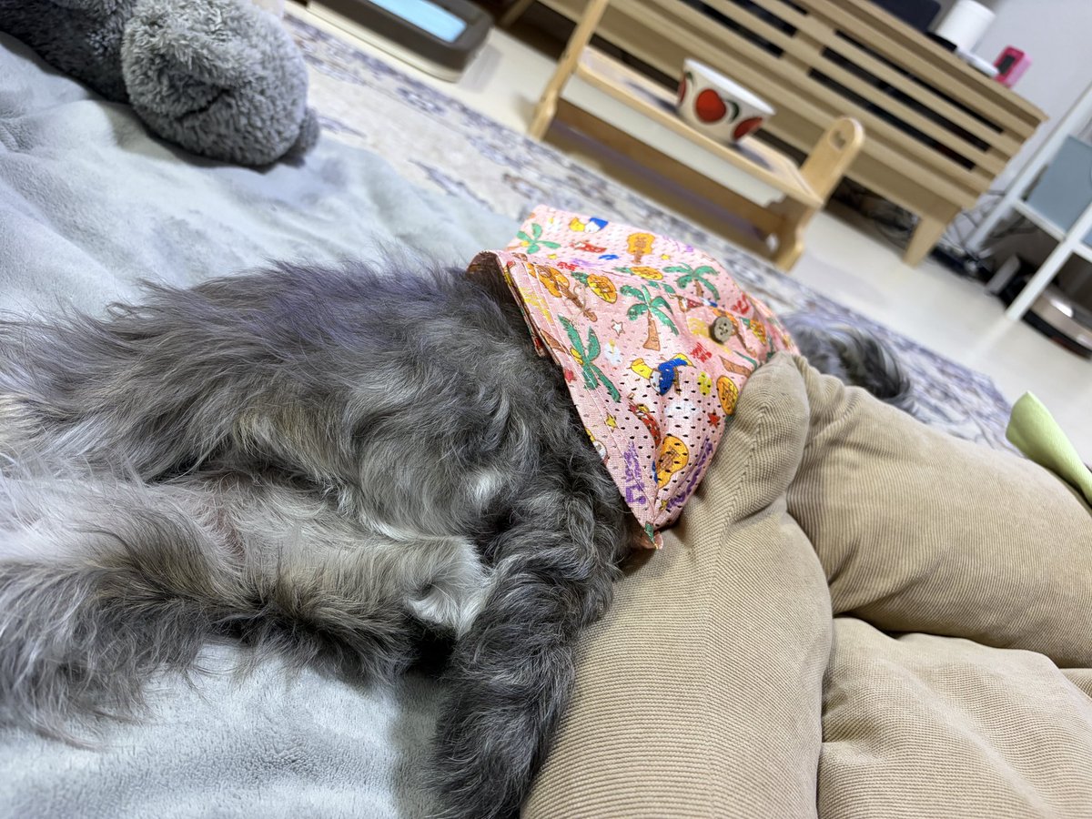 PHanashi's tweet photo. お尻丸見えで不貞腐れおねむモード🤣 https://t.co/q1pG5ovGpw