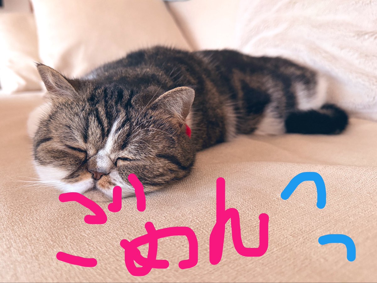 配信休みだと勘違いしていた私です。 ごめんなさい🙇‍♀️ 明日から