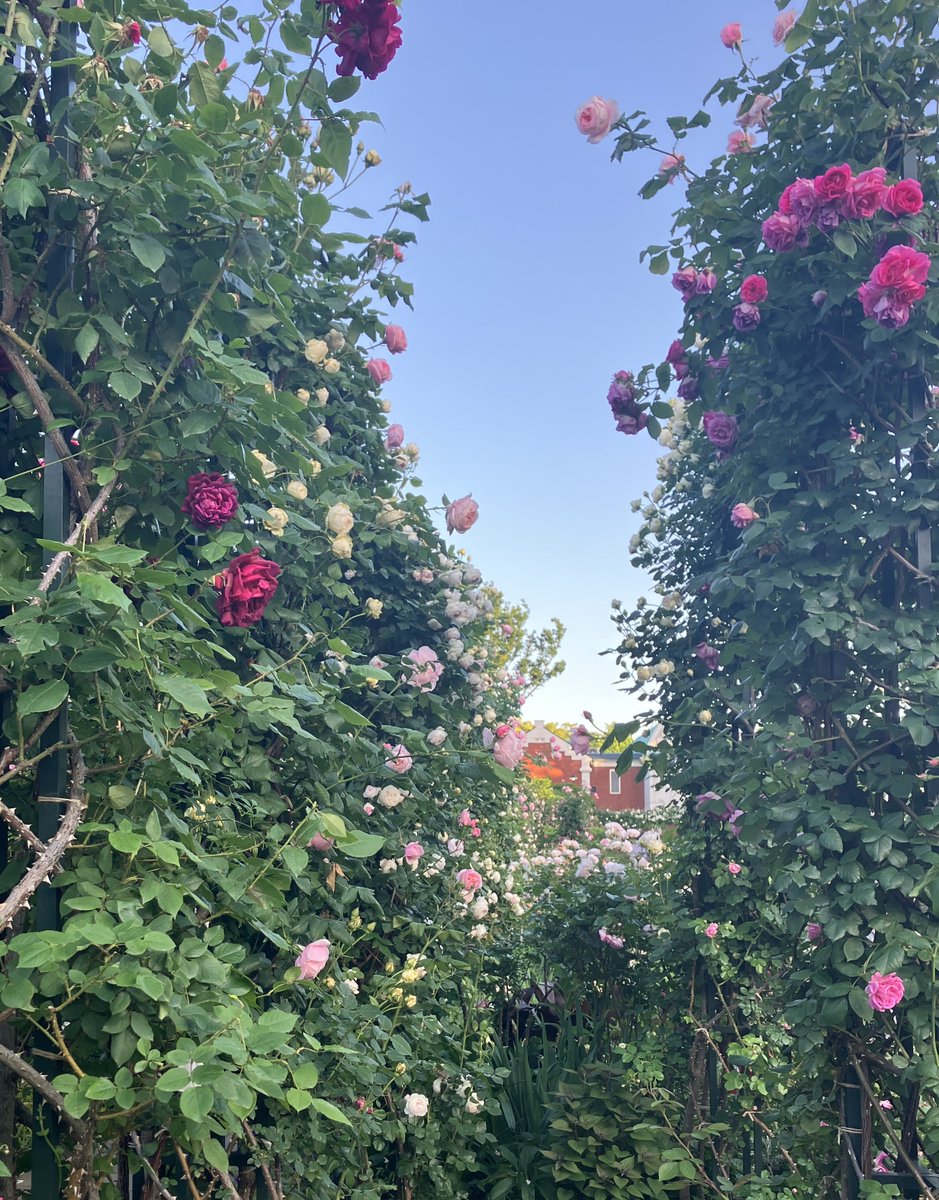 strongpony's tweet photo. 特別なことは何もなく、単に花の変化を眺めるだけの連休。 https://t.co/WKHuTmy0Fp