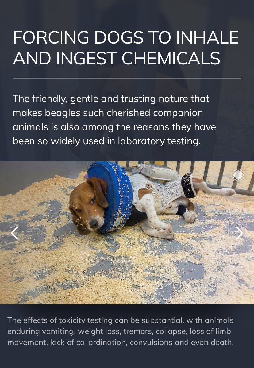 merrett_karen's tweet photo. This is too cruel for words! Beautiful, sentient beings, born to die! At 16 weeks old, they’ll be ready for laboratories, and the harrowing inhaling and ingesting of chemicals begins. @UKLabour @ukhomeoffice approved‼️
#MBRAcres #BeagleFarm #AnimalTesting #CloseDownMBR https://t.co/Ru6tqMIhbh