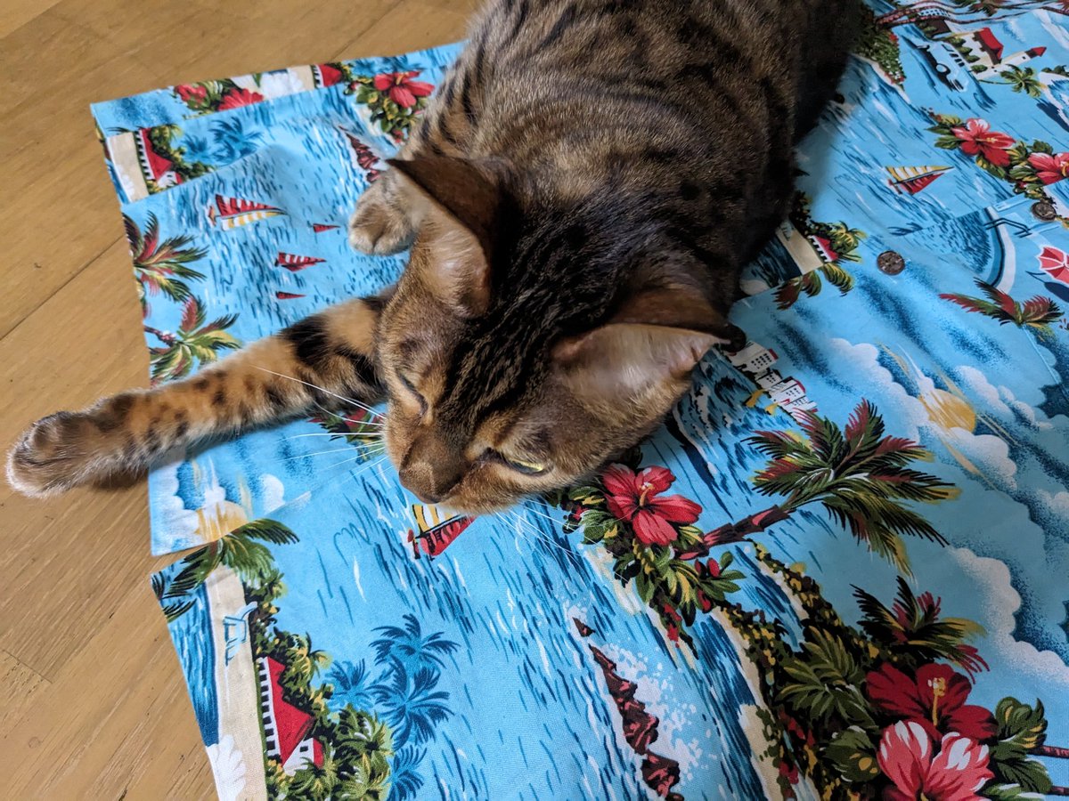 猫好き柔道整復師 tweet media