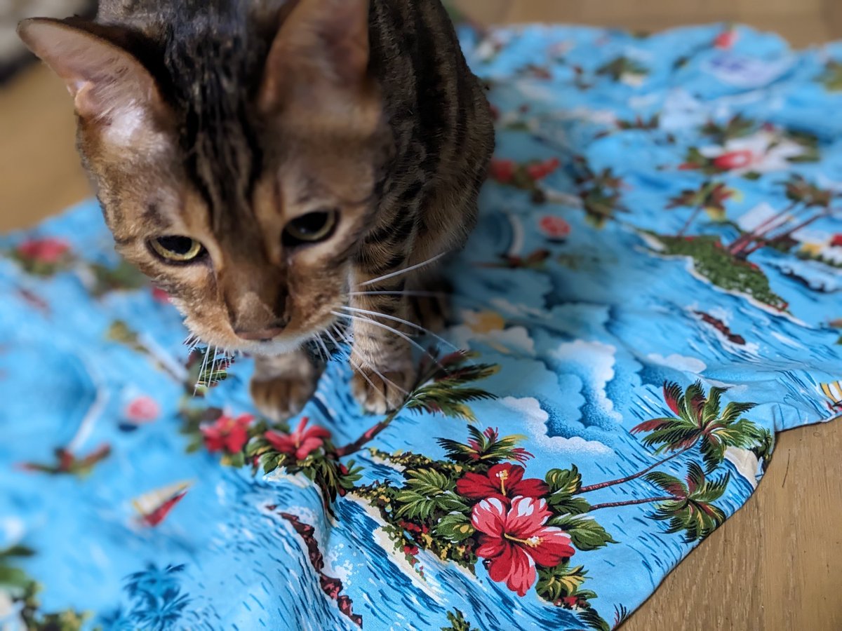 猫好き柔道整復師 tweet media