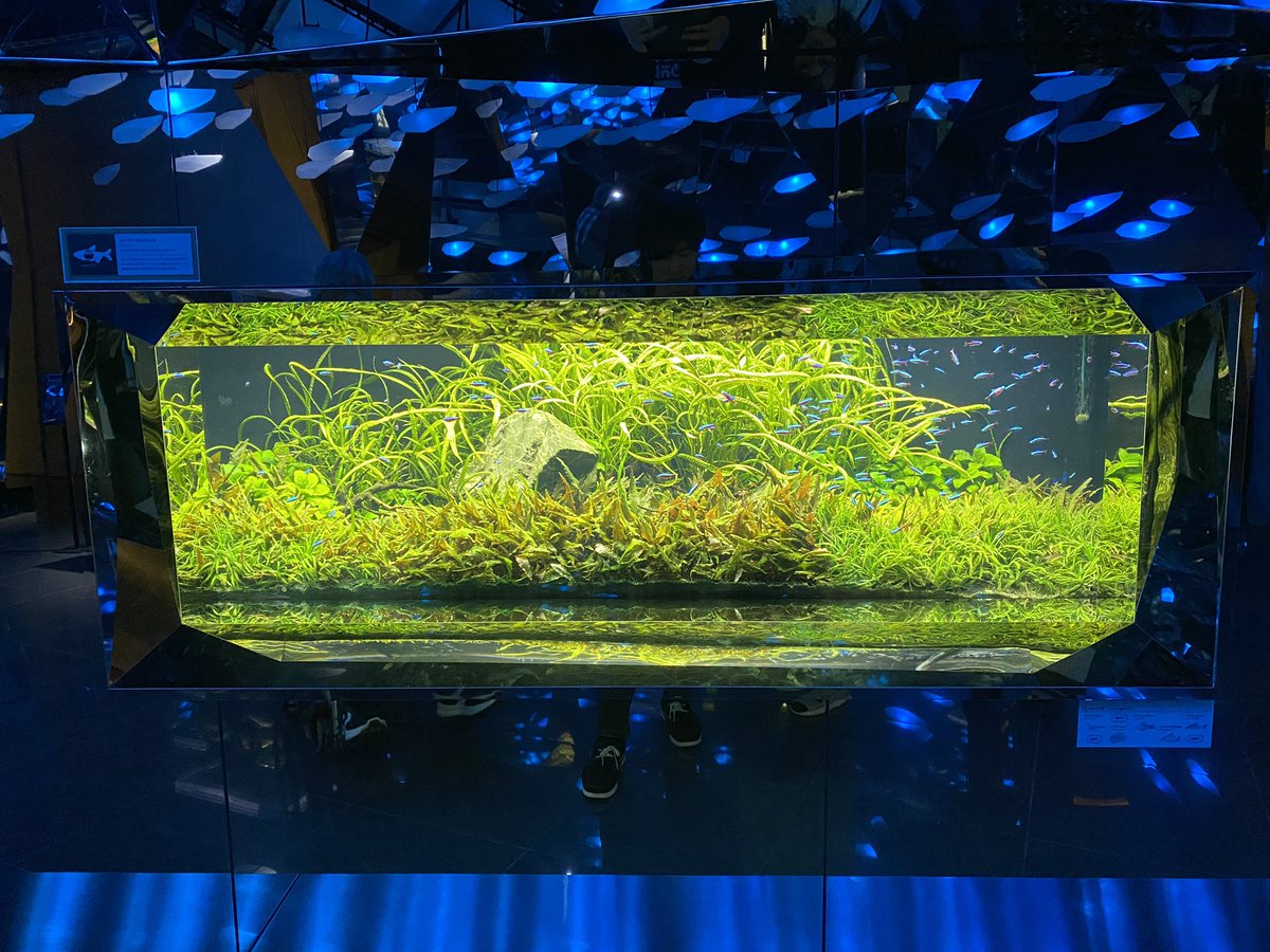 Aditto6156's tweet photo. 神戸のアトアに行ってきた。

水族館とアートの融合。本屋やプロジェクションマッピングなど、水族館で見ない機能や見せ方の融合が凄かった！

ヤドクガエル(青と黄の蛙)が好き。 https://t.co/jvbQuF2obX