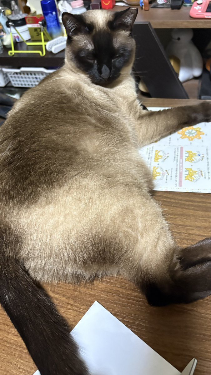 シャム猫