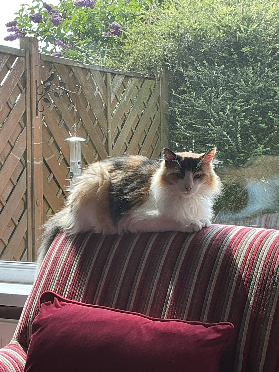maisieandruby1's tweet photo. It’s my favourites chair sort of weekend 
#catsofx https://t.co/aW98RYvVU7