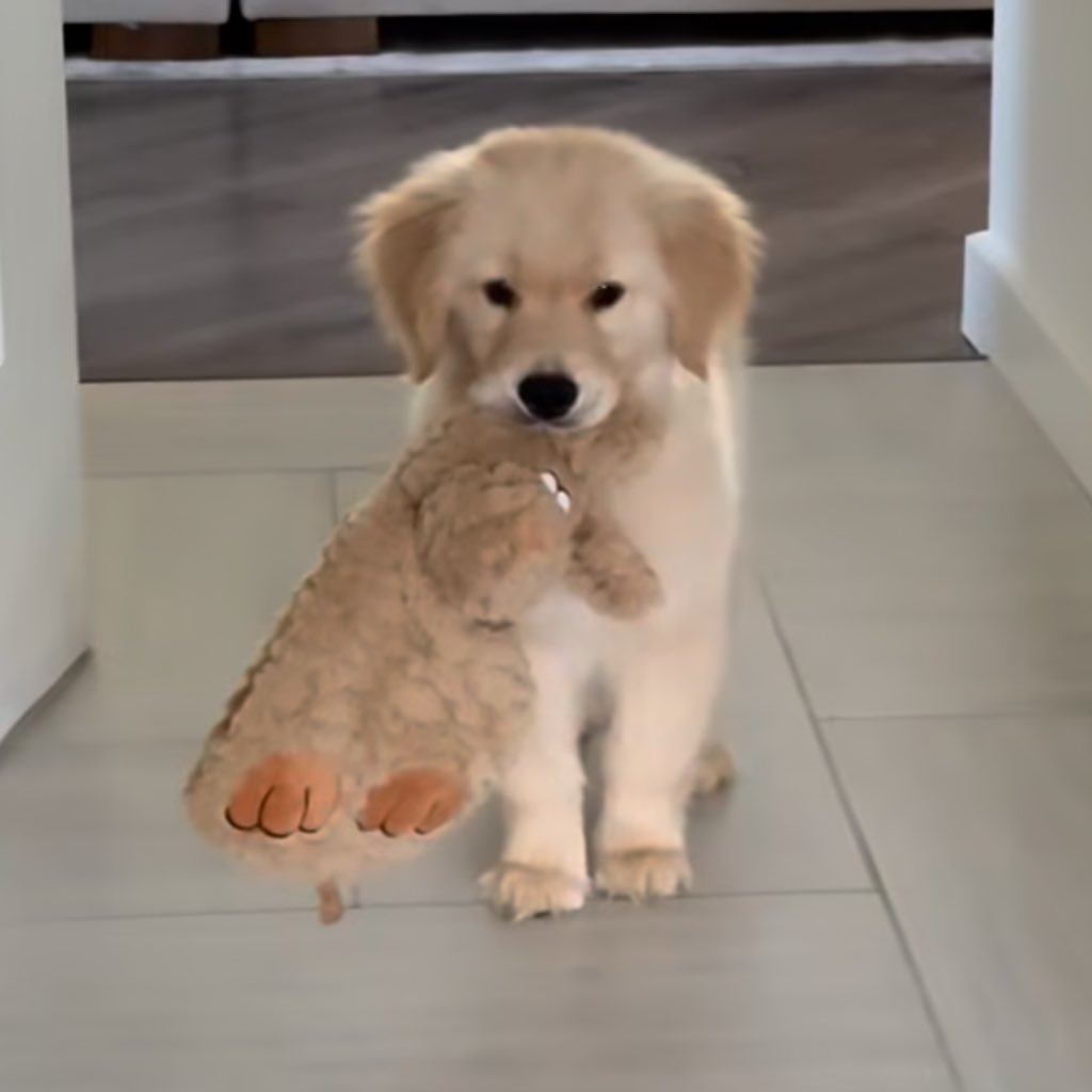 takemybear 🐶 tweet media