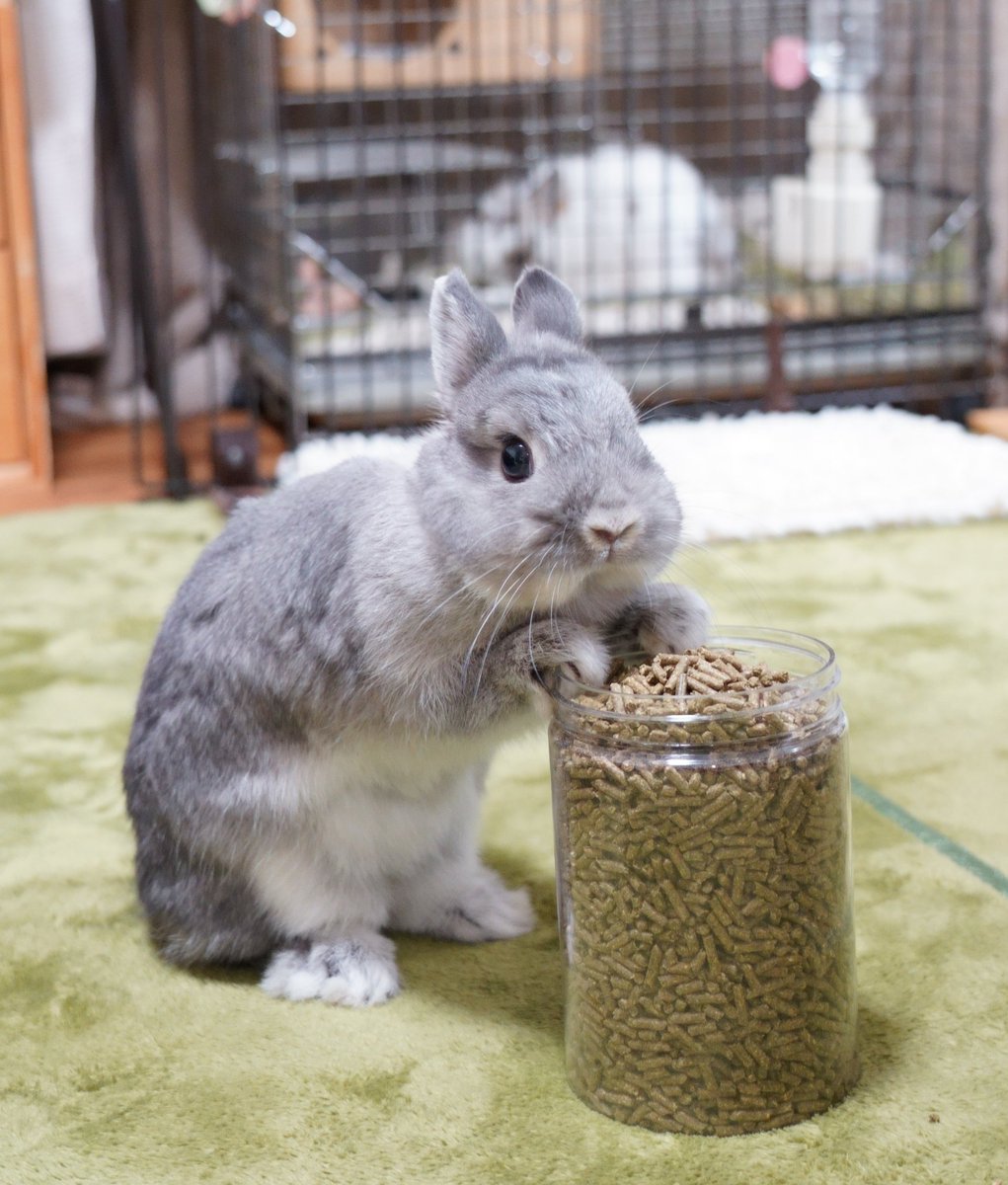 UsagiNoKyujitsu's tweet photo. うさふく祭りありがとうございました😊
はじめての参加でしたが、皆様のおかげでとても楽しく過ごす事が出来ました✨
スタッフの方、おいでいた皆さま、本当にありがとうございました！
#うさぎふくふく祭りinふくしま2026 #うさふく #うさぎのハーネス https://t.co/lu6z9kwQ3d