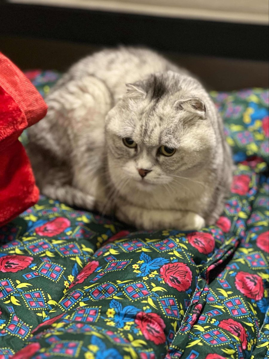 MEOWMUEO100's tweet photo. @RiyadhCats السلام عليكم ورحمة الله وبركاته 
قط سكوتش فولد طلع وضاع  في حي الحزم  بالرياض 
الي يلقاه مكافاة تصل ٣٠٠٠ريال https://t.co/7Py5cvy6Hk