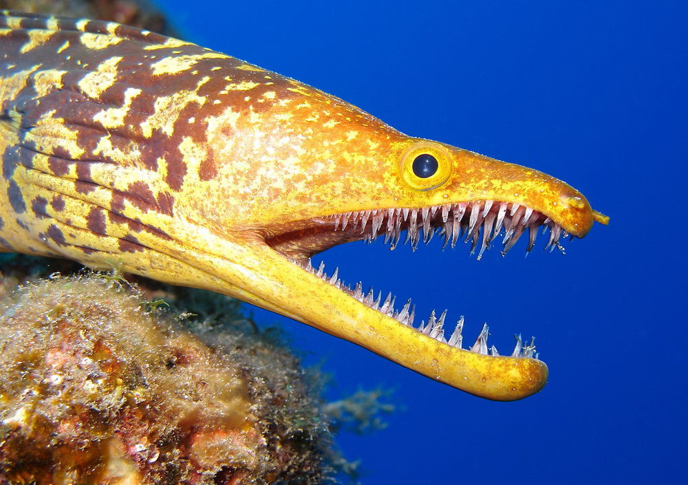Strange_Animals's tweet photo. The fangtooth moray has many 'glass-like' teeth &amp; can be found in Atlantic &amp; Mediterranean waters.

(Photos Sacha Lobenstein) https://t.co/H8vTxNDxr4