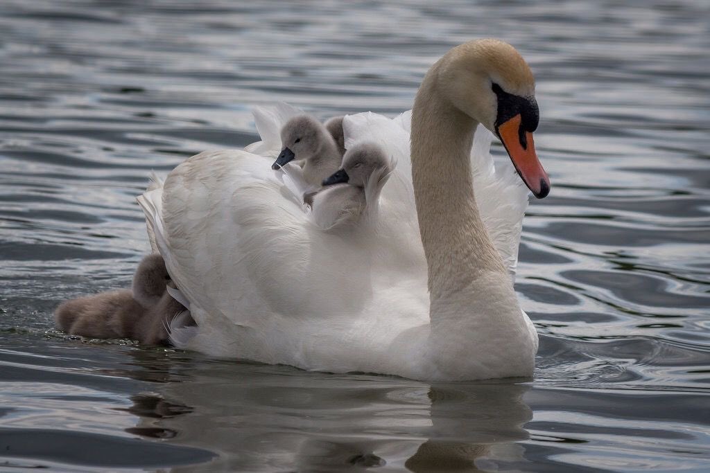 swan tweet media