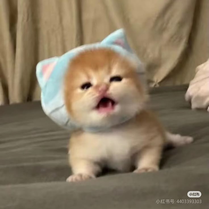 cats 🐈 tweet media