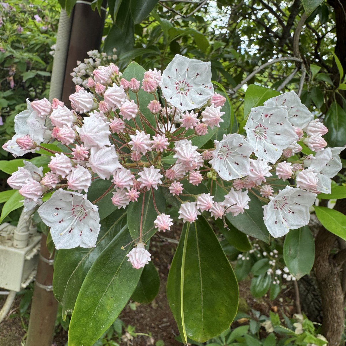 Xorsizer's tweet photo. 今日の朝ごはん！
こちらを視認しているデメキン
"何か"を知覚し意識を手放したデメキン
綺麗な花 https://t.co/EVd1Umwsx5