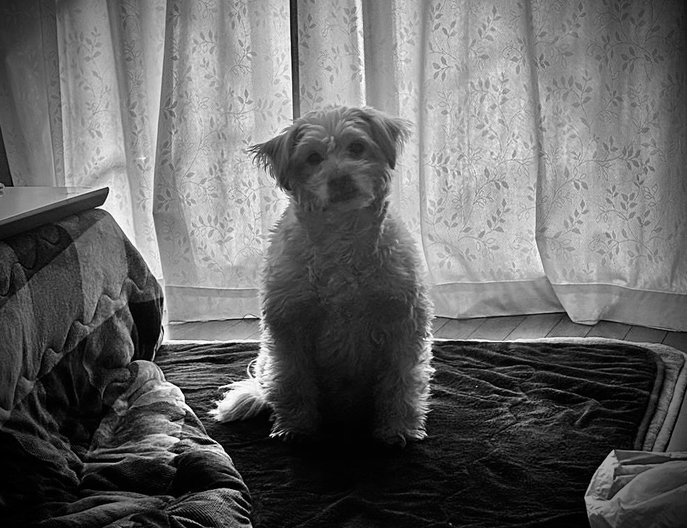 shiro&choco🐕おさんぽわんこ tweet media